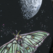 Voyage of the lunar moth